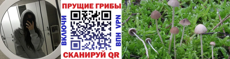 Купить закладки  Дальнегорск  Псилоцибиновые грибы ЛСД 